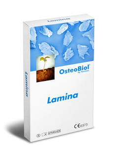 Cortical Lamina